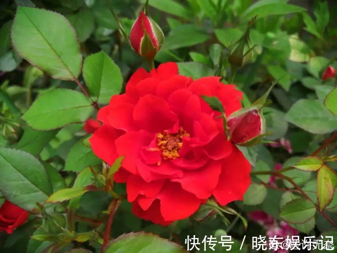 超实用的催花小技巧，效果太好，家里的花想开几次开几次！