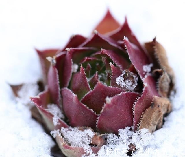 雨雪天气来袭，4种花最耐冻，养在院子里“花多、叶子好”！