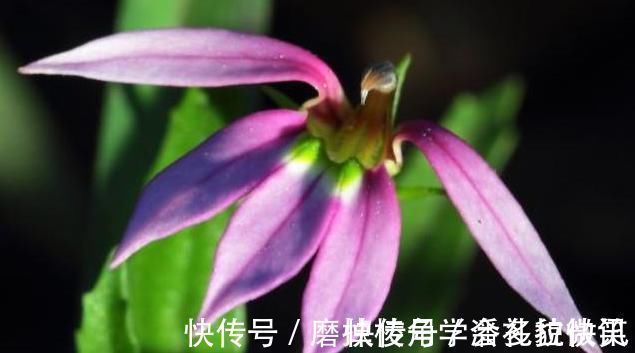 湿疮|一味能“去热邪散各种无名肿毒,除湿气消一身水肿湿疮”的良药