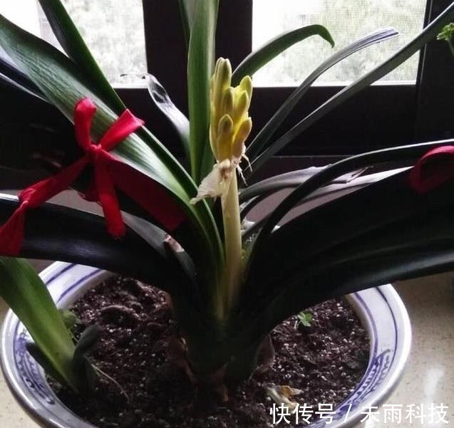 饼肥|家里养君子兰,一个施肥小技巧,叶片长得又厚又大,花开得非常多