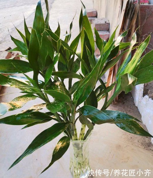 3种“吉祥花”,找个瓶子就能养,年关买寓意好,新手也能养一年