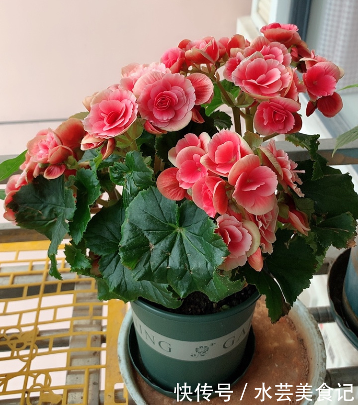 杜鹃|3种花虽然看起来很漂亮,不过没经验很难养好,新手尽量别去碰