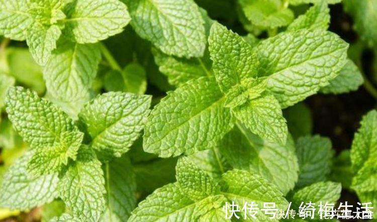 养花就养个花期长的，花大色艳，四季繁花似锦，美