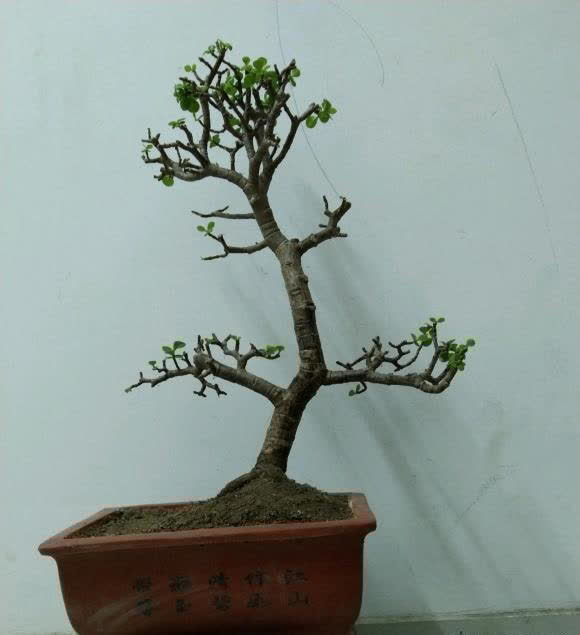 金枝玉叶的造型顺序,先养桩,后剪枝,多晒太阳,形状更美