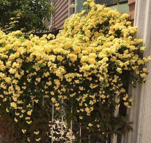 院子再小也要养棵它,开花美艳大方,香气浓郁清新,邻居看了羡慕