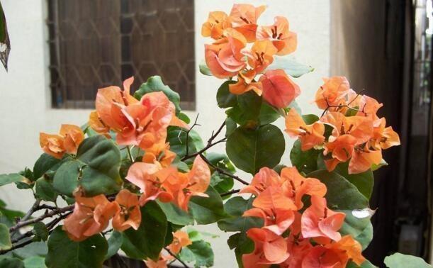 养三角梅就用“它”，砸一砸，盆里扔“2块”，枝繁叶茂，花爆盆