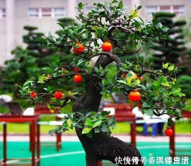 事业|4种花养了就爆盆,好养又漂亮,沾土就活,家里养一盆,事业兴旺