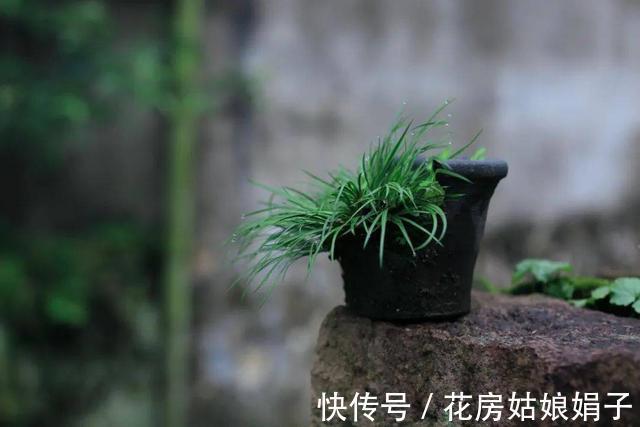 它位列“花草四雅”，耐阴能力强，室内光照不好也能养好