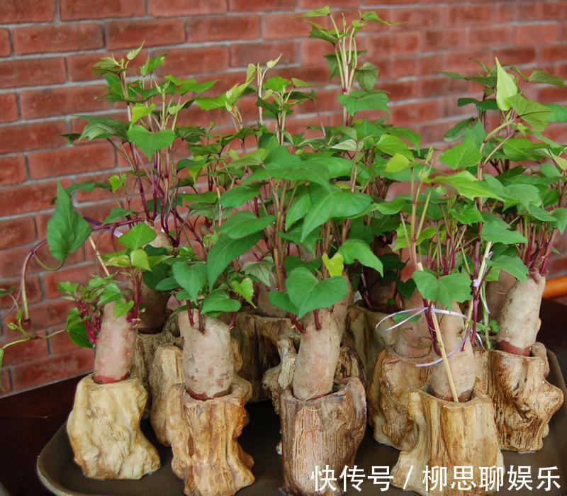 花盆|家里囤的地瓜发芽了咋办立马扔土里,长出另一种美味!