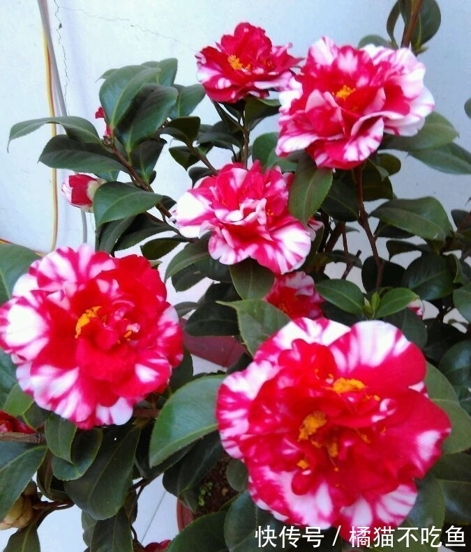 新手养花选这些,价格便宜,种植容易,开花勤快,漂亮又芳香