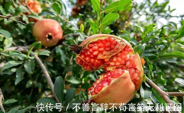 阳台上|还在苦苦养花吗？今年都流行种果树了，开完花就结果，味甜真不错