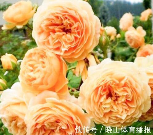 最值得养的6种月季,抗病性强,四季开花易爆盆,阳台庭院都能养