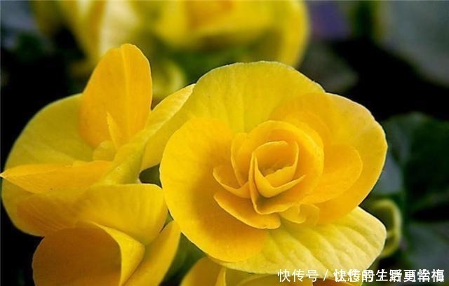 卵形|世界十大花期最长的花,全年都开的花有哪些什么花的赏花期最长!