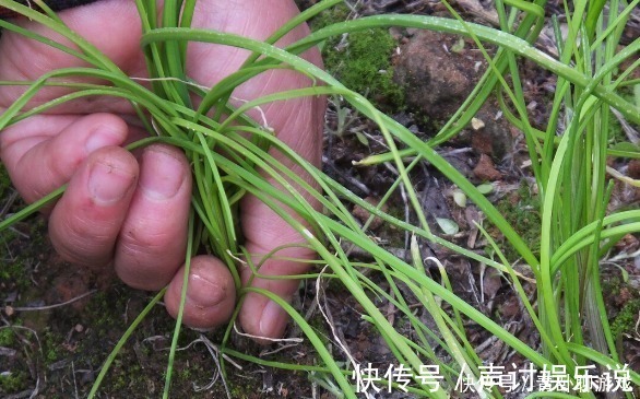 野菜|3月的野菜最鲜嫩，爱吃野菜人牢记这3点，让你放心“尝鲜”