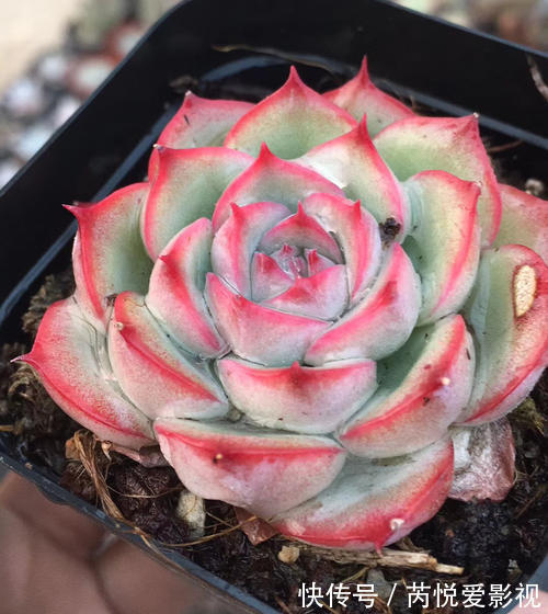 适合新手入手的多肉,养一盆侧影,好养饱满带红边,颜值超高的