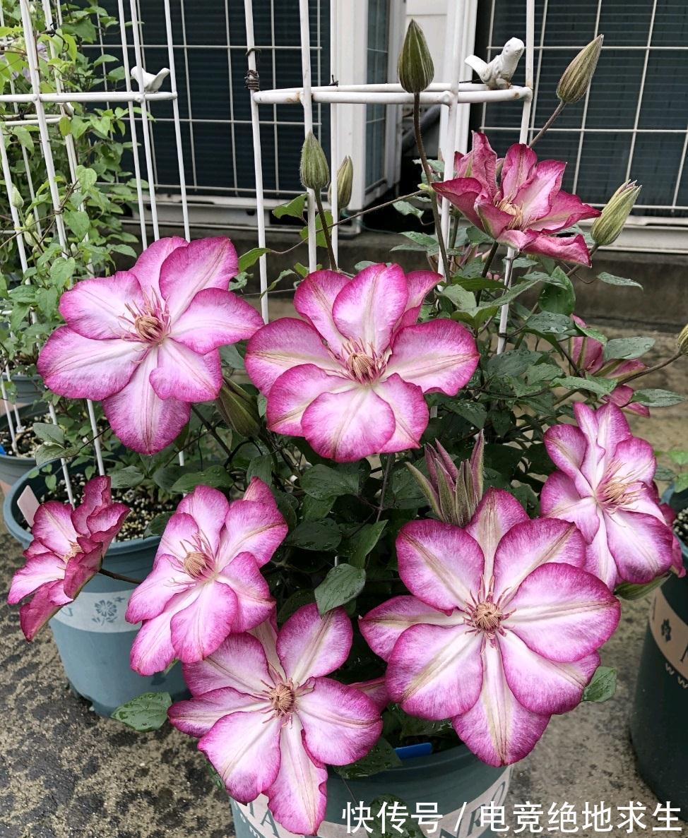 13种“漂亮花”,零下20度也冻不死它,大雪天依旧能开,又香又艳