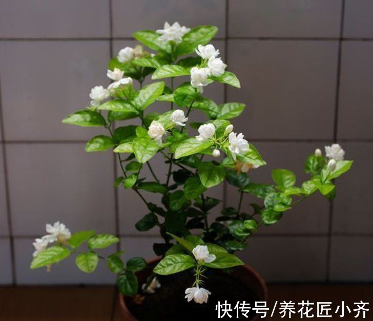 生根液|茉莉花冬季黄叶不长？教你做3步，冒新芽，开满花，满屋飘香