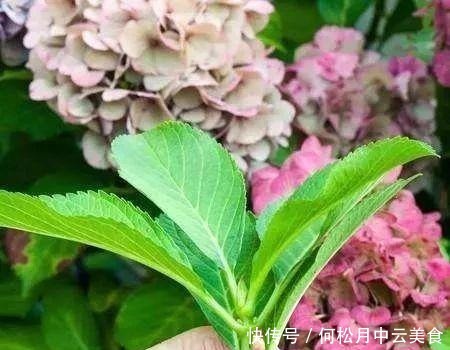 家庭绣球花怎样养,学会这几招,完全放养,都能开成大花球