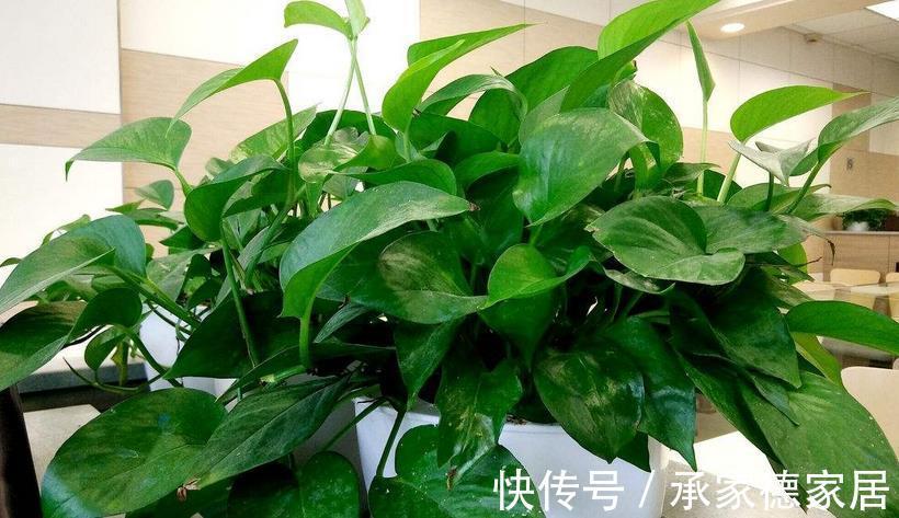 多肉|以这4款植物为例,教你该怎么养根壮根