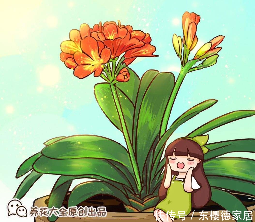 家里君子兰不开花?这4点做不好,容易黄叶还烂根!