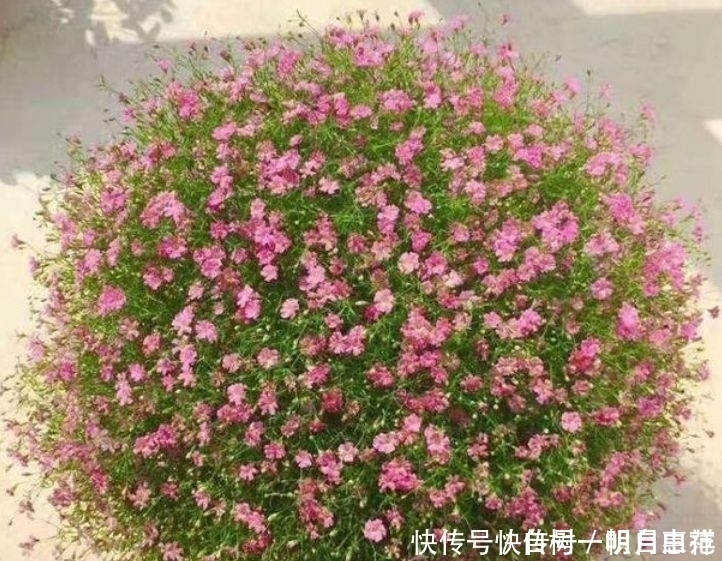 3种花好养易爆盆，花量超大，而且沾土就能活，太好养了