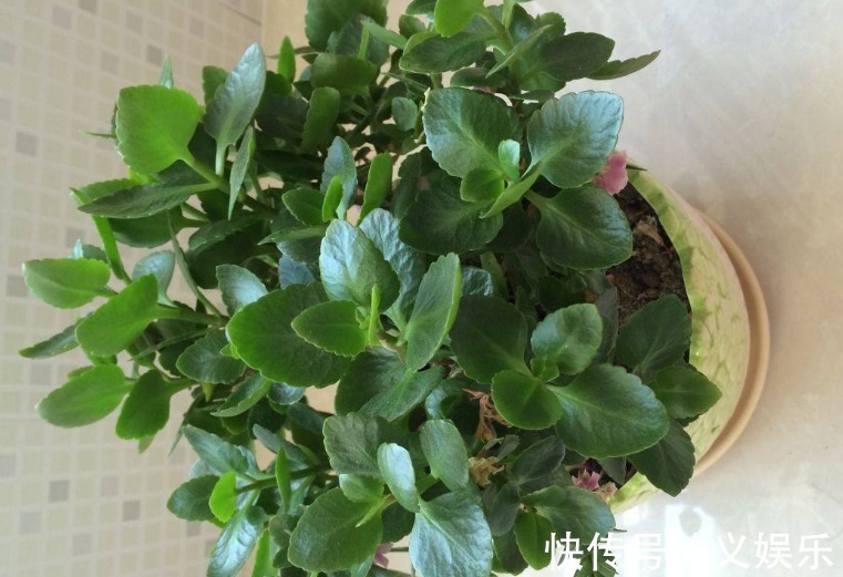 开花|长寿花“沉默”不开花,剪下2根“重要枝”,1盆的花朵顶两盆