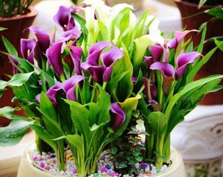 喜欢菊花，不如养盆“开花机器”，颜色丰富，生命力强