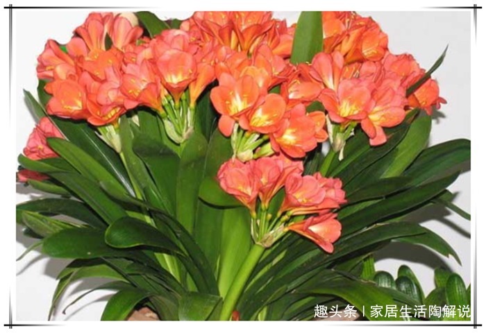 君子兰养养就发黄烂根盆里加点“料”，叶子油亮疯狂开花