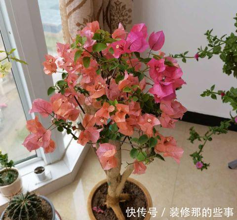 雨水|养三角梅,做好三件事,冠幅更大,花开数月