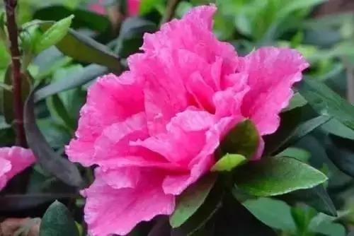 瑞香花|全国56市市花，太美了