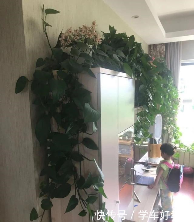 1米7的天竺葵,开花成瀑布,太震撼了!