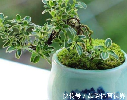 追肥|怕盆栽土硬邦邦，浇水追肥时就用它们，不仅变软了，而且肥力十足