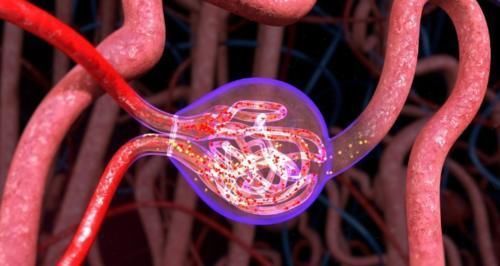 尿液|如何判断高血压伴有肾功能损害?2个检查,3项指标必须知晓