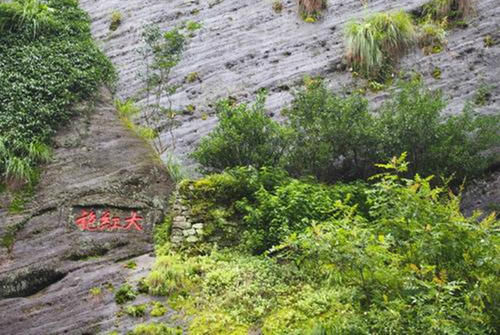 黄山|中国4棵“名贵”的树：除了黄山迎客松，你还知道几棵？