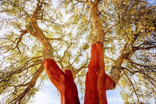  见过不要脸的人，那你见过不要“脸”的树吗？