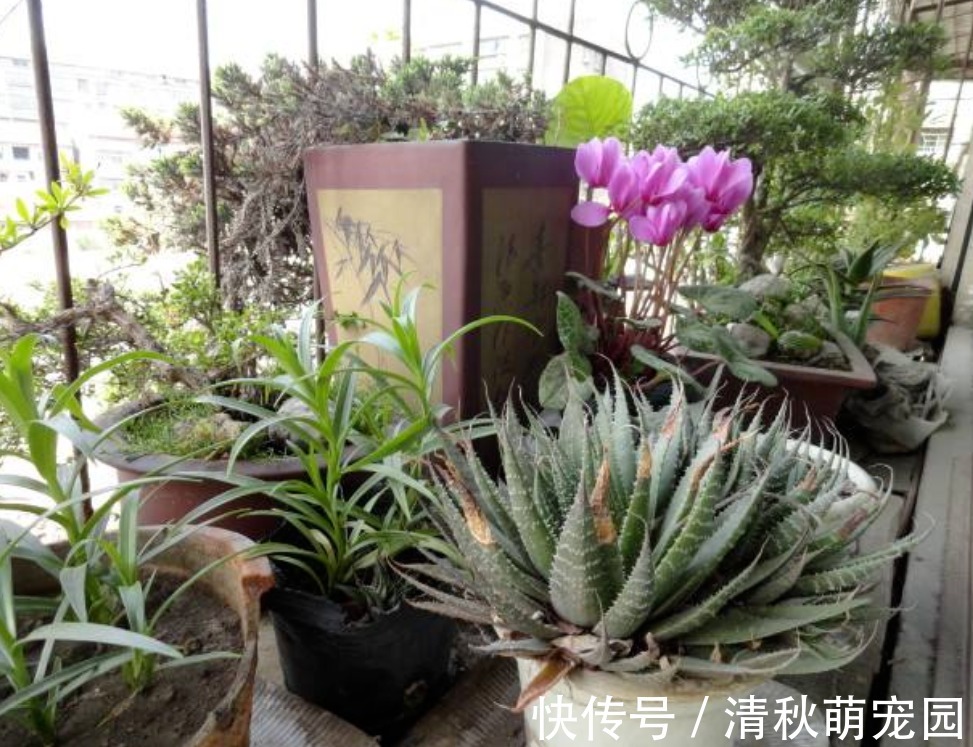 雨水|浇花用什么水好?自来水、雨水、生活废水,哪个更合适?