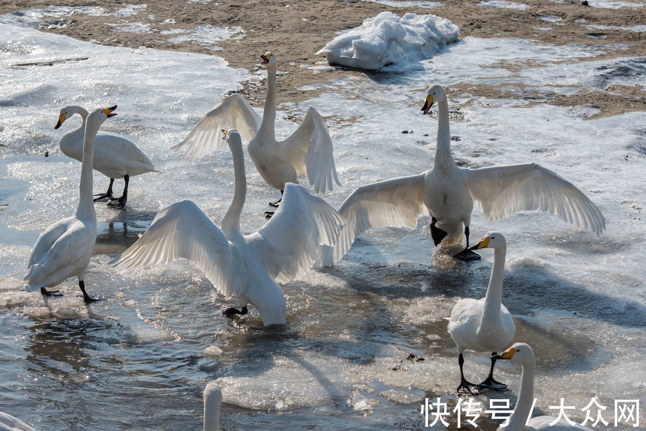 大天鹅|荣成——中国大天鹅之乡