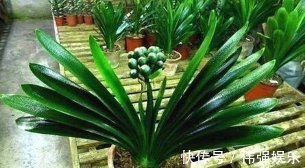 君子兰|浇花就用“1种水”,啥花都能用,比黄豆水、淘米水强100倍,养根