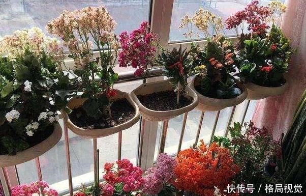 花期|6、7月盆栽长寿花,该如何养好3个窍门让它花期开花挡不住