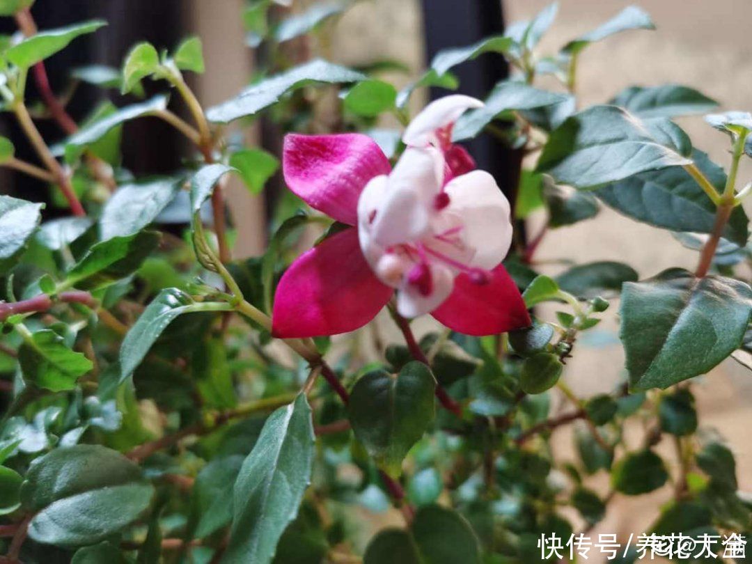 浇水|倒挂金钟长成一棵树，年年都开花，咋养的？