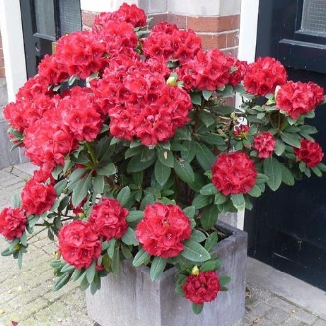 秋冬|杜鹃花总是开完花就落叶枯萎吗做好这4点,年年开爆盆