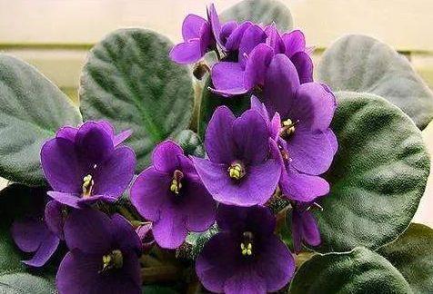 蟹爪兰|几款花卉养在家里,小巧玲珑,长得可爱,胖乎乎颜值超高的