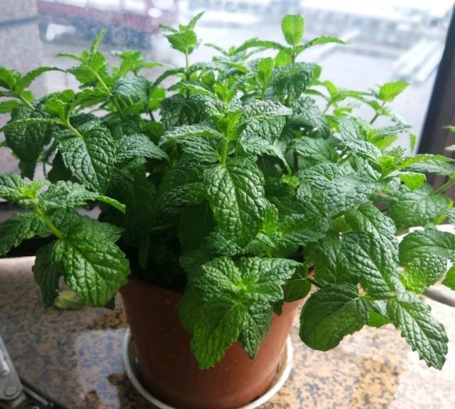 土壤|薄荷这样养,叶片颜色深,长势旺,摘片叶“解毒败火”,养生必备