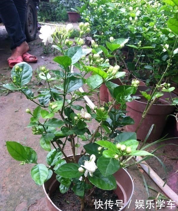 睡眠质量|这“4种”绿植,卧室放一盆,助力好睡眠,轻松一整天!