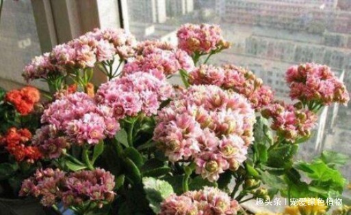 养长寿花,盆里滴5滴“它”,1年不施肥,也能开“爆盆”!