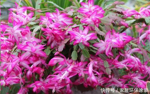 冬天养蟹爪兰,掌握4个要点,叶片坚硬如刀片,开出层叠群花!