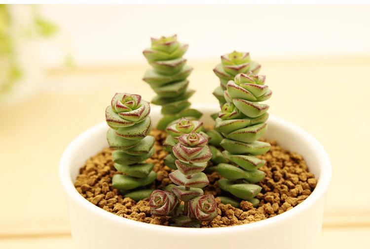 多肉“钱串景天”这么养!几个月就能叶色出锦、疯长爆盆!