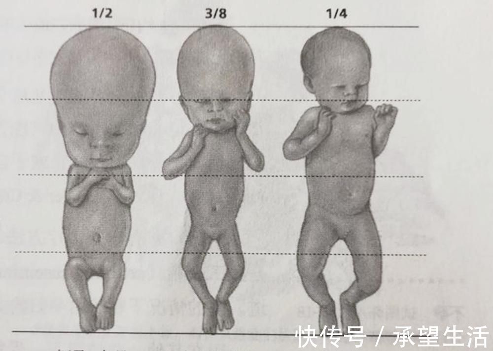 生命|怀孕过了这月，腹中宝宝才算上个真正的“胎儿”，有了生命的意义