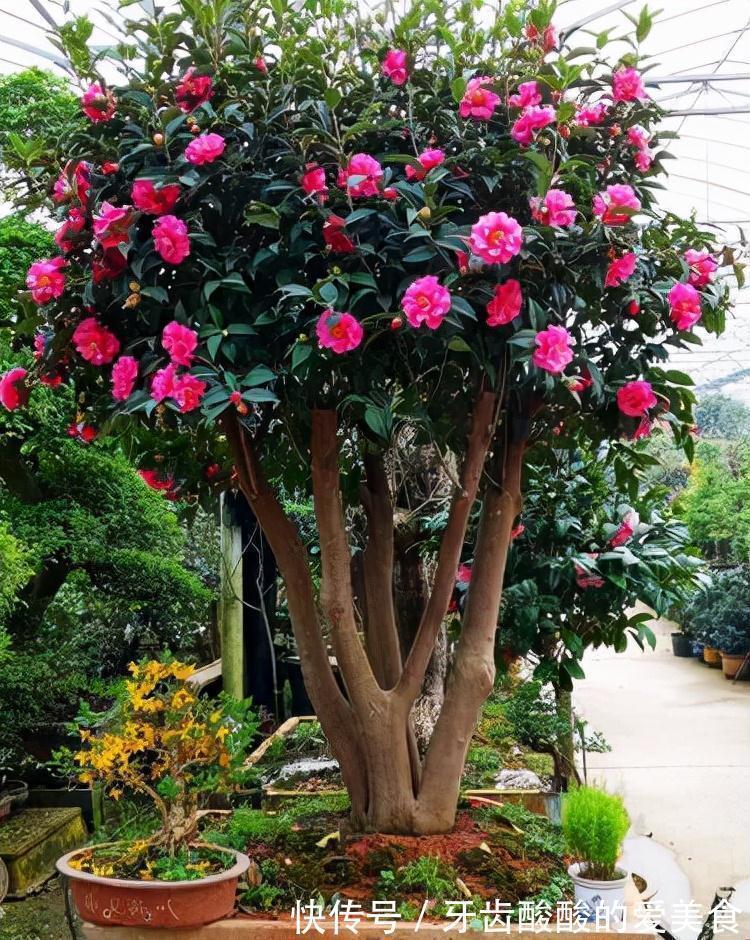 老桩|五种“大老桩”却要小盆养,用对盆,少管多晒更利于生长