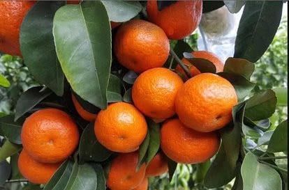 砂糖|一直广受大家喜爱的砂糖橘,市场为何出现低迷